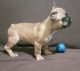 French Bulldog Puppies for sale in Baton Rouge, LA 70836, USA. price: $650