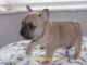 French Bulldog Puppies for sale in Florida City, FL, USA. price: $400