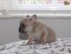 French Bulldog Puppies for sale in Alaska St, Staten Island, NY 10310, USA. price: NA