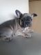 French Bulldog Puppies for sale in CA-111, Palm Desert, CA, USA. price: $600