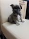 French Bulldog Puppies for sale in CA-111, Palm Desert, CA, USA. price: $600