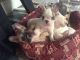 French Bulldog Puppies for sale in M-43, Lansing, MI, USA. price: $400