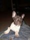 French Bulldog Puppies for sale in Port St Lucie, FL, USA. price: $3,000
