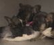 French Bulldog Puppies for sale in Florida St, Elizabeth, NJ 07206, USA. price: NA
