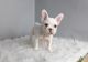 French Bulldog Puppies for sale in Polvadera, NM 87828, USA. price: NA