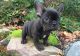 French Bulldog Puppies for sale in Warrendale, PA, USA. price: NA