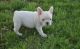 French Bulldog Puppies for sale in Birmingham, AL, USA. price: $400