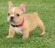 French Bulldog Puppies for sale in Birmingham, AL, USA. price: $400