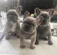 French Bulldog Puppies for sale in Las Vegas Trail, Fort Worth, TX, USA. price: NA