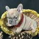 French Bulldog Puppies for sale in Mountain View, CA, USA. price: NA