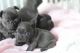 French Bulldog Puppies for sale in Ann Arbor, MI 48103, USA. price: NA