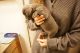 French Bulldog Puppies for sale in Glen Burnie, MD, USA. price: $2,500
