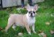 French Bulldog Puppies for sale in Oakland, OR 97462, USA. price: $1,500