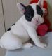 French Bulldog Puppies for sale in Pewaukee, WI, USA. price: $500