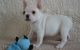 French Bulldog Puppies for sale in Cheyenne, WY, USA. price: $500