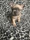 French Bulldog Puppies for sale in Howell, MI, USA. price: $3,250