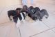 French Bulldog Puppies for sale in Avon, OH 44011, USA. price: NA