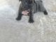 French Bulldog Puppies for sale in Florida City, FL, USA. price: $450