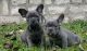 French Bulldog Puppies for sale in Carneys Point Township, NJ 08069, USA. price: $400
