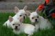 French Bulldog Puppies for sale in Cheyenne, WY, USA. price: NA