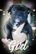 French Bulldog Puppies for sale in Dade City, FL, USA. price: NA