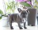 French Bulldog Puppies for sale in Portland, OR 97207, USA. price: NA