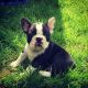 French Bulldog Puppies for sale in Wisconsin Dells, WI, USA. price: NA