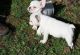 French Bulldog Puppies for sale in Manchester, NH, USA. price: NA