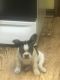 French Bulldog Puppies for sale in Charter Twp of Clinton, MI 48036, USA. price: NA