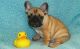 French Bulldog Puppies for sale in Nashua, NH 03062, USA. price: NA