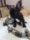 French Bulldog Puppies for sale in Birmingham, AL, USA. price: $300