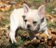 French Bulldog Puppies for sale in Queen City, MO 63561, USA. price: NA