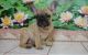 French Bulldog Puppies for sale in Tulsa, OK, USA. price: $500