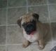 French Bulldog Puppies for sale in 6501 Eagle Nest Dr, Garland, TX 75044, USA. price: NA