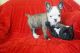 French Bulldog Puppies for sale in Cedar Springs, MI 49319, USA. price: NA