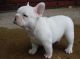 French Bulldog Puppies for sale in Scottsdale, AZ, USA. price: $500