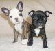 French Bulldog Puppies for sale in Cedar Springs, MI 49319, USA. price: $1,500