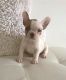 French Bulldog Puppies for sale in Denison, TX 75020, USA. price: NA