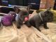 French Bulldog Puppies for sale in Anchorage, AK, USA. price: NA