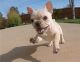 French Bulldog Puppies for sale in N St NW, Washington, DC, USA. price: NA