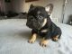 French Bulldog Puppies for sale in Kentucky, WV, USA. price: $500