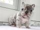French Bulldog Puppies for sale in Everett, WA, USA. price: $500