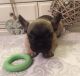 French Bulldog Puppies for sale in US Hwy 19 N, Pinellas Park, FL, USA. price: NA