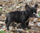 French Bulldog Puppies for sale in Bend, OR, USA. price: NA