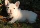 French Bulldog Puppies for sale in Ellicott City, MD, USA. price: $600