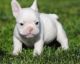 French Bulldog Puppies for sale in Lynco, WV 24827, USA. price: $650