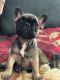 French Bulldog Puppies for sale in San Diego, CA 92027, USA. price: NA