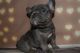 French Bulldog Puppies for sale in California St, San Francisco, CA, USA. price: NA
