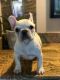 French Bulldog Puppies for sale in Lake Forest, CA 92630, USA. price: $3,000