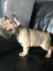 French Bulldog Puppies for sale in Pennsylvania Plaza, New York, NY, USA. price: NA
